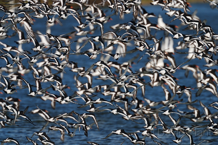 Oystercatcher - Q.jpg - Oystercatchers in flight - Norfolk